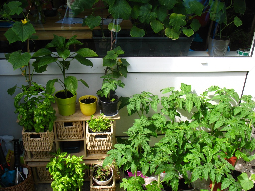 Urban Gardening in Amsterdam