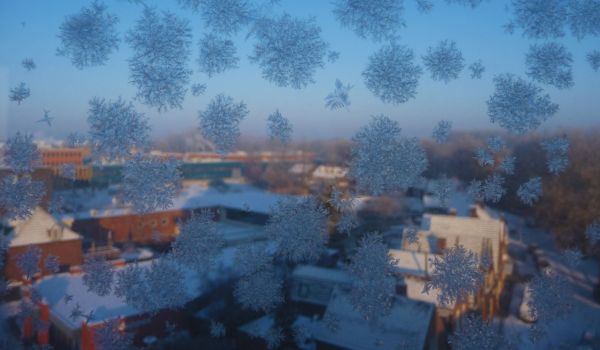 frost flowers in the Netherlands