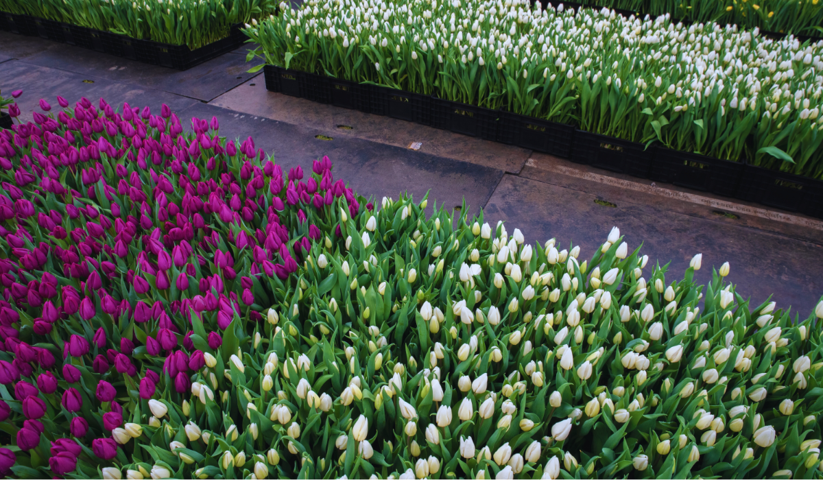 Tulips for sale in the netherlands